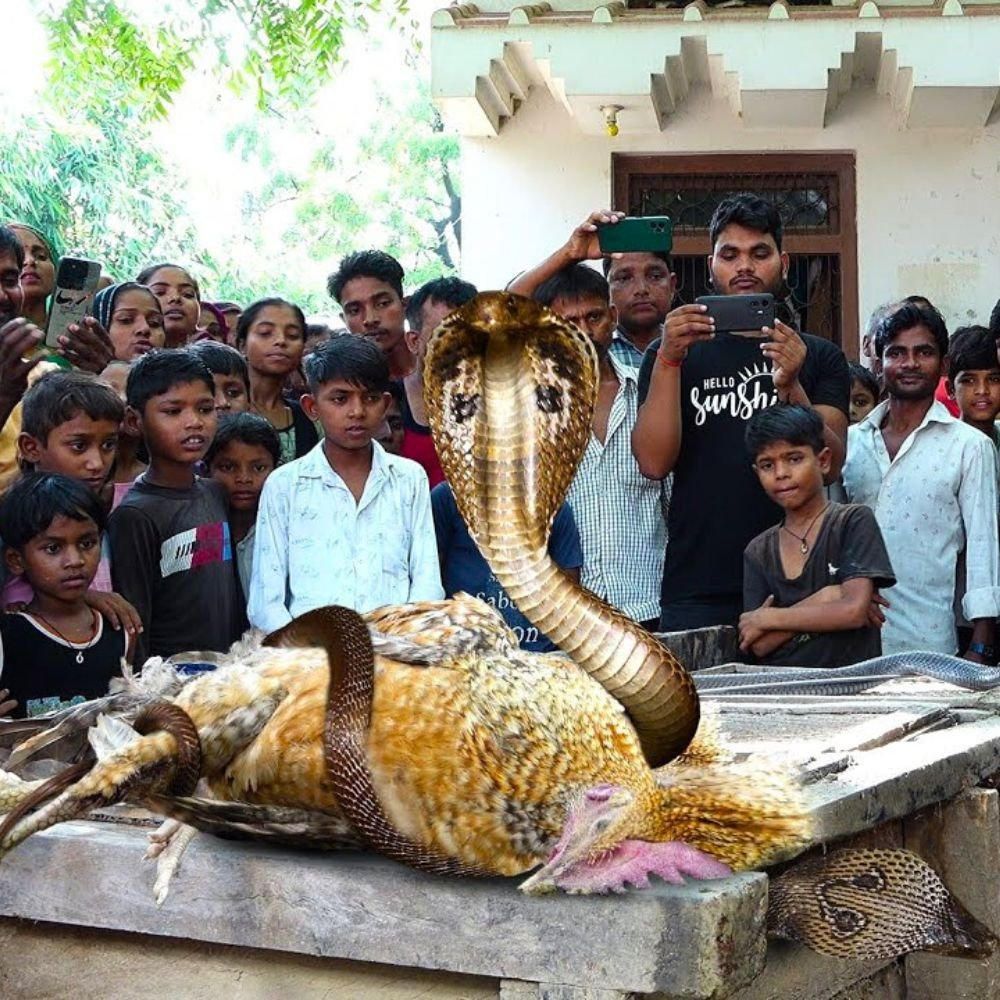 Villagers eпсoᴜпteг a massive King Cobra in a rural setting.