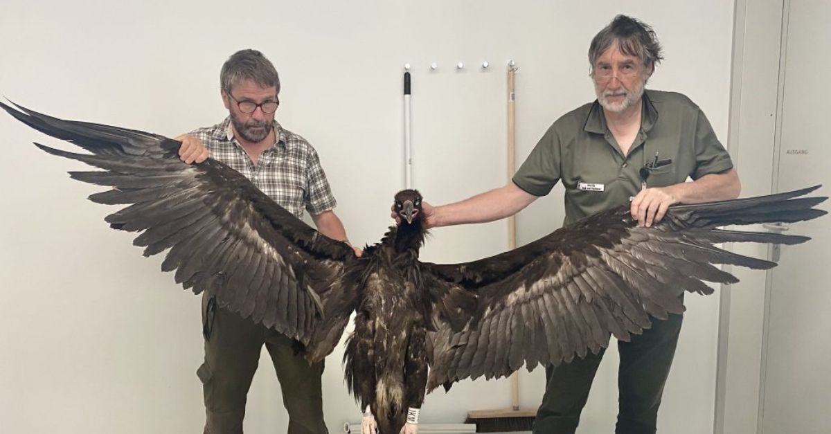 Misterio del cielo: los investigadores se sorprendieron al capturar un pájaro gigante con enormes alas de hasta 9,5 pies