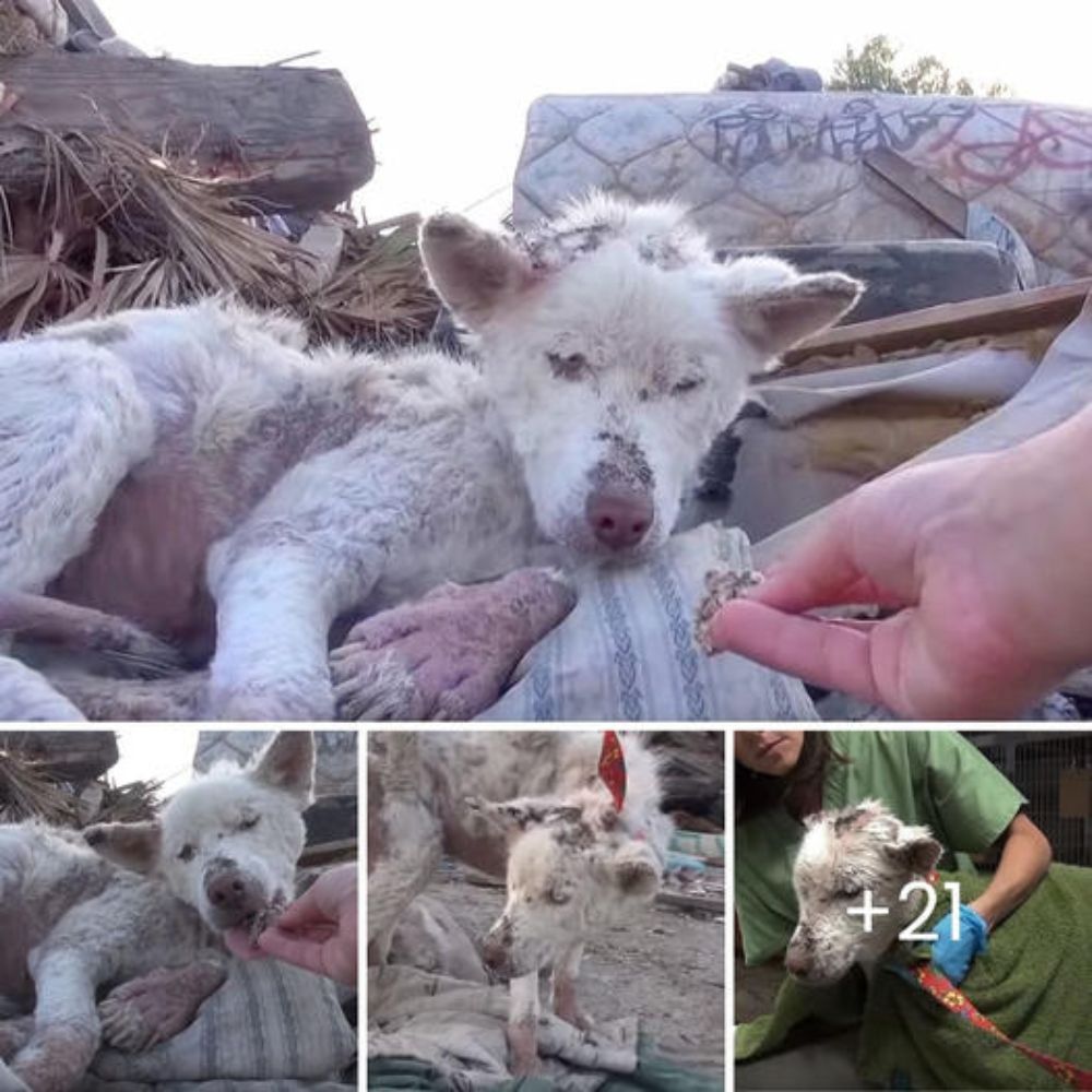 Perro Rescatado se Convierte en Ángel Guardiáп para un Cachorro Asustado