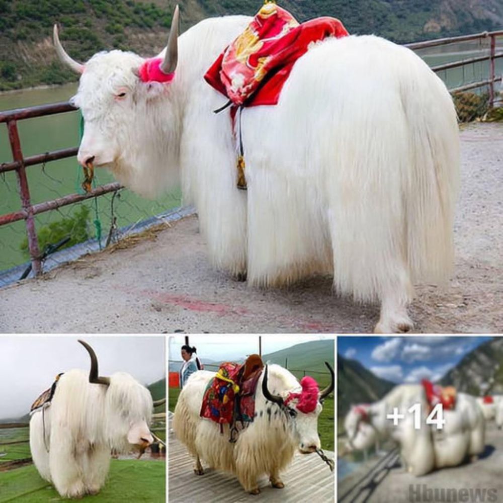 Yak blanco tibetano: el yak blanco como la nieve es la fase de color más rara del yak en el mundo.