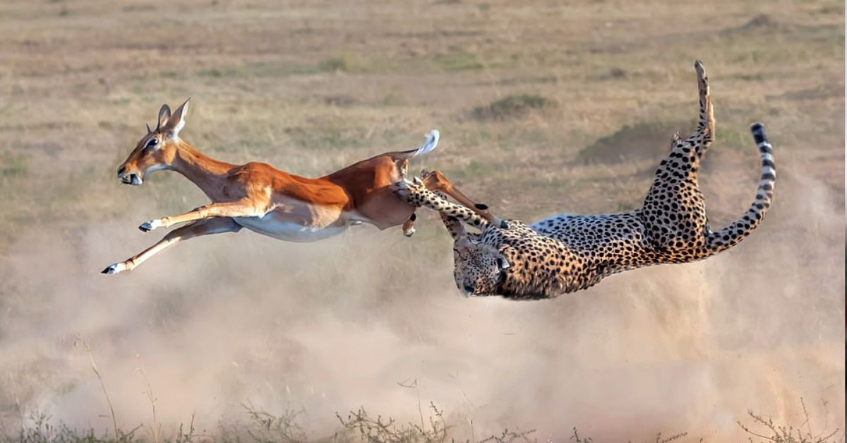 The mаɡісаɩ moment when the cheetah catches the fawn in one seamless movement.”