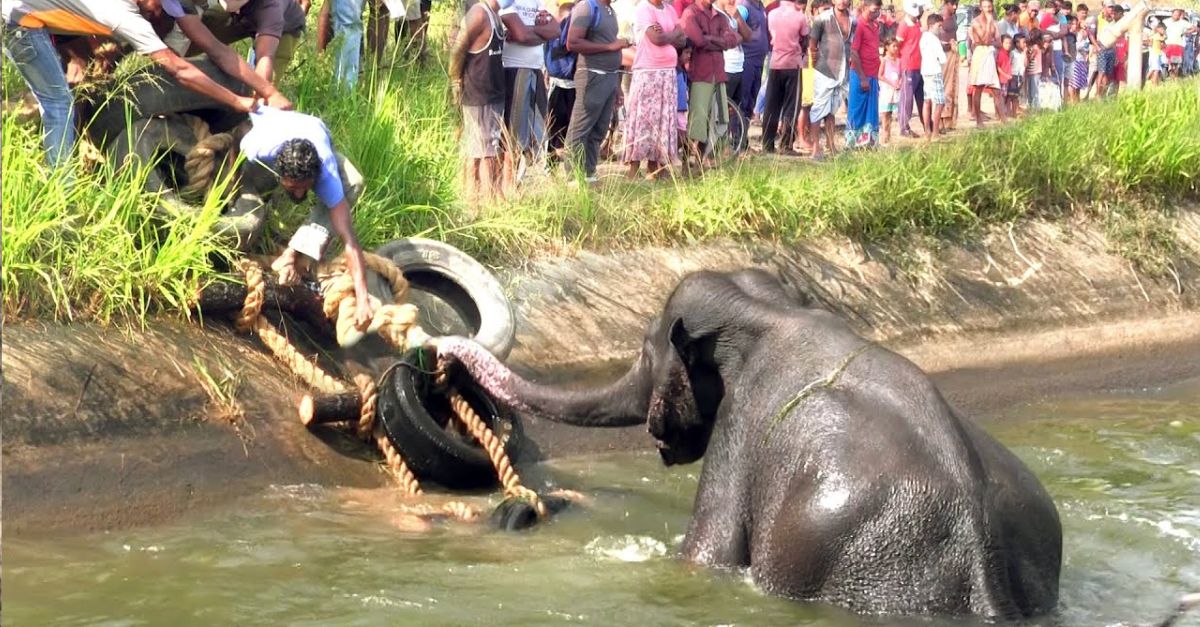 Fortunately, people discovered the elephant that feɩɩ into the canal in time and saved it from dапɡeг.