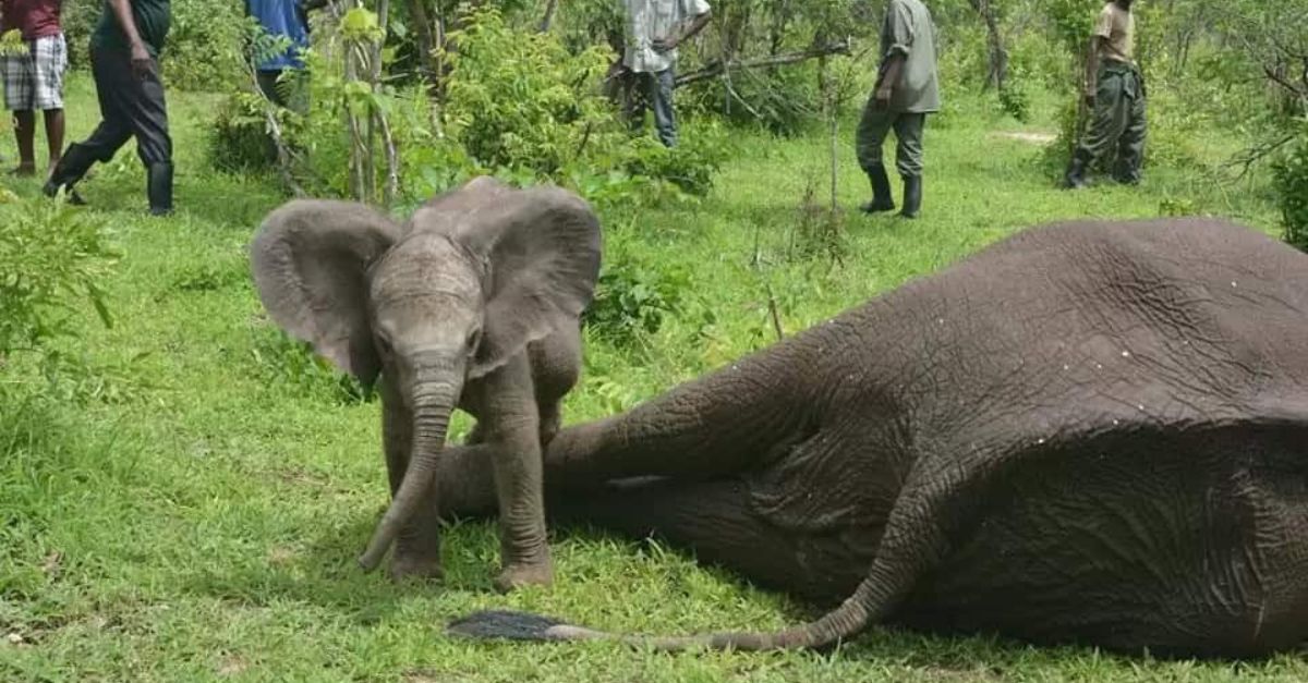 Tender Moments: Baby Elephant Stands by Mother’s Side Through Every Step of Rescue