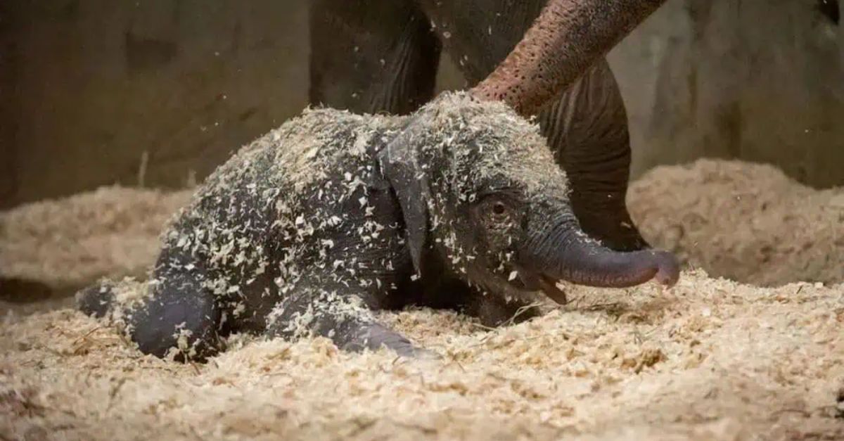 Welcome to the world: The world’s first baby elephant was born by artificial insemination