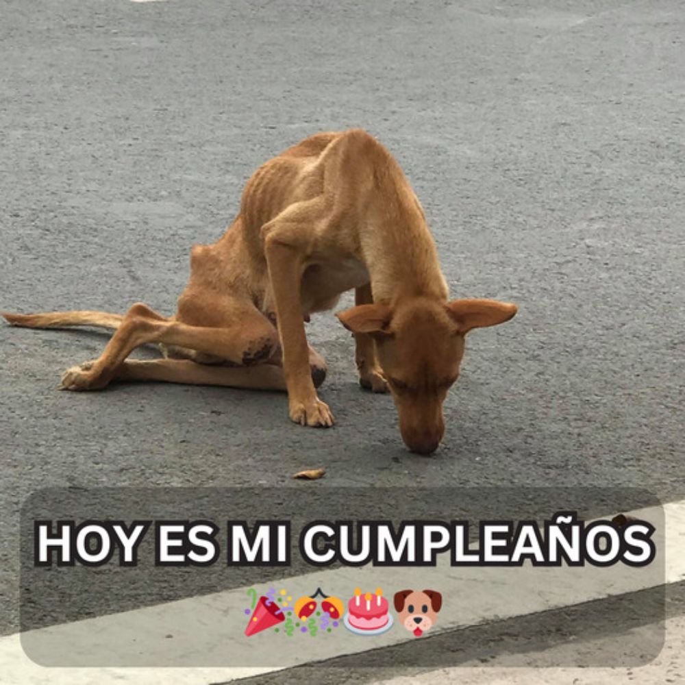 “¡Feliz cumpleaños a ti! Que este día sea tan brillante y especial como tú, y que sientas el abrazo cálido de la amistad en cada momento. ¡Que disfrutes mucho de tu celebración!”