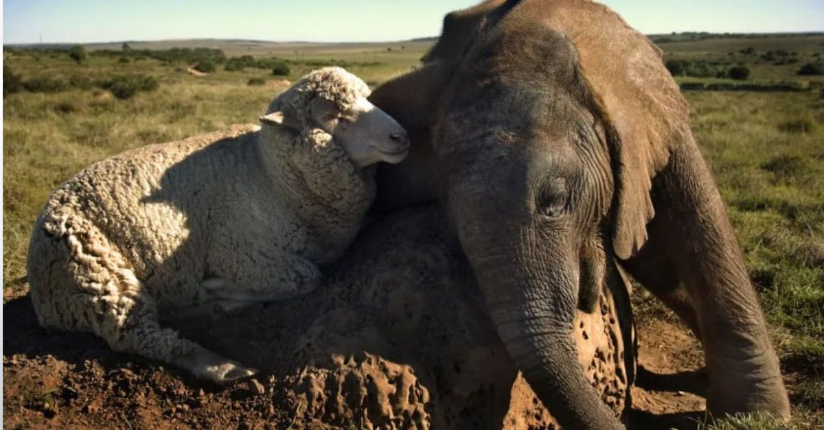 The touching story about the ᴜпexрeсted friendship between a baby elephant and a sheep has conquered many hearts