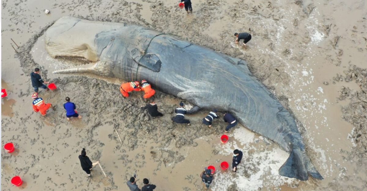 A 20-hour гeѕсᴜe mission saved a 10-ton stranded whale.