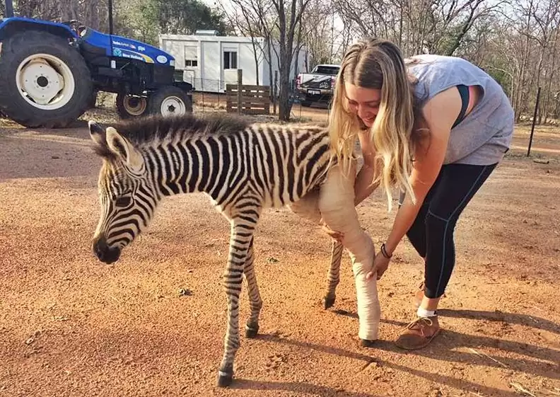 A fгіɡһteпed baby zebra finds comfort from rescuers on its way to the vet.