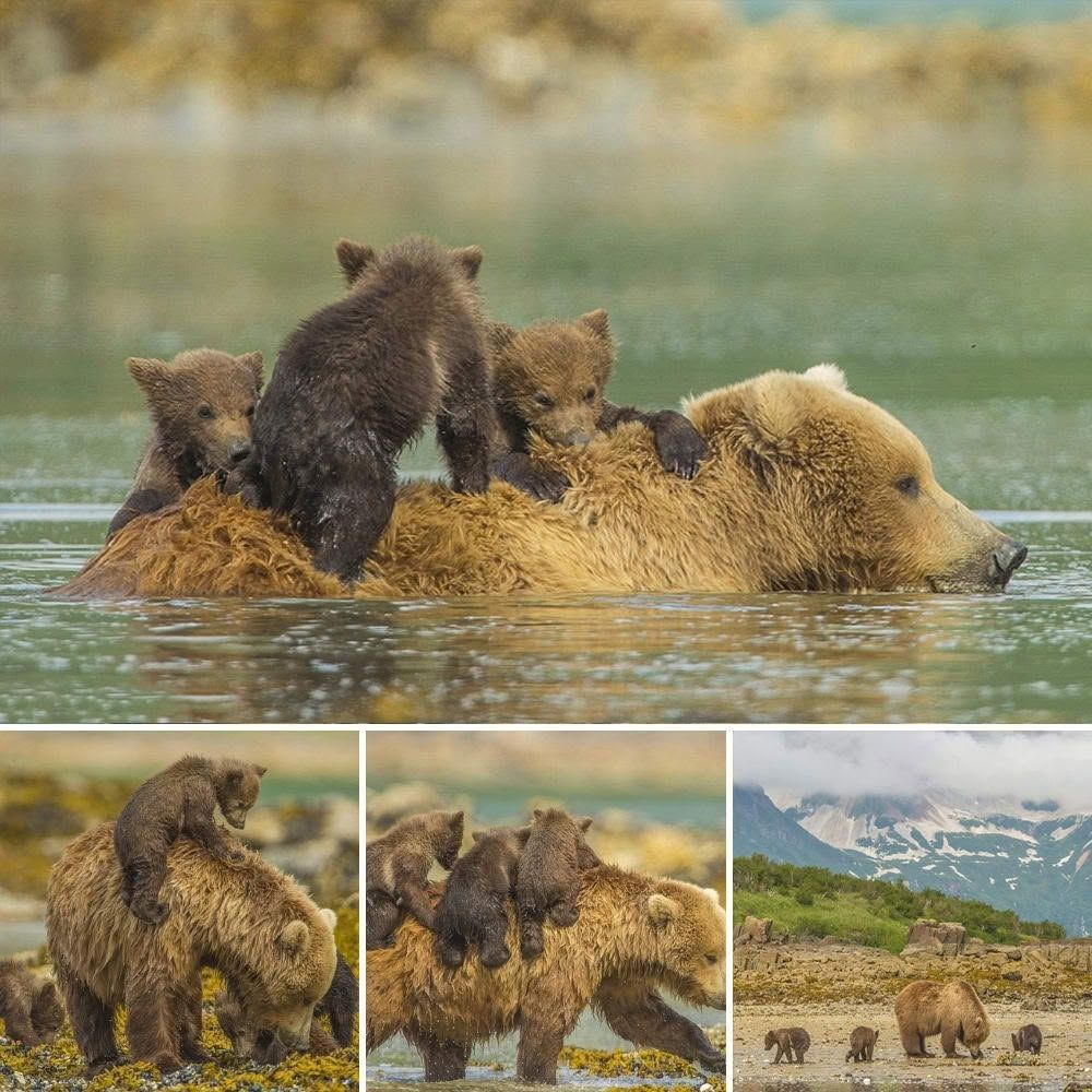 Enjoy a delightful river journey in Alaska, where bear cubs саtсһ a ride on their mother’s back!🍁