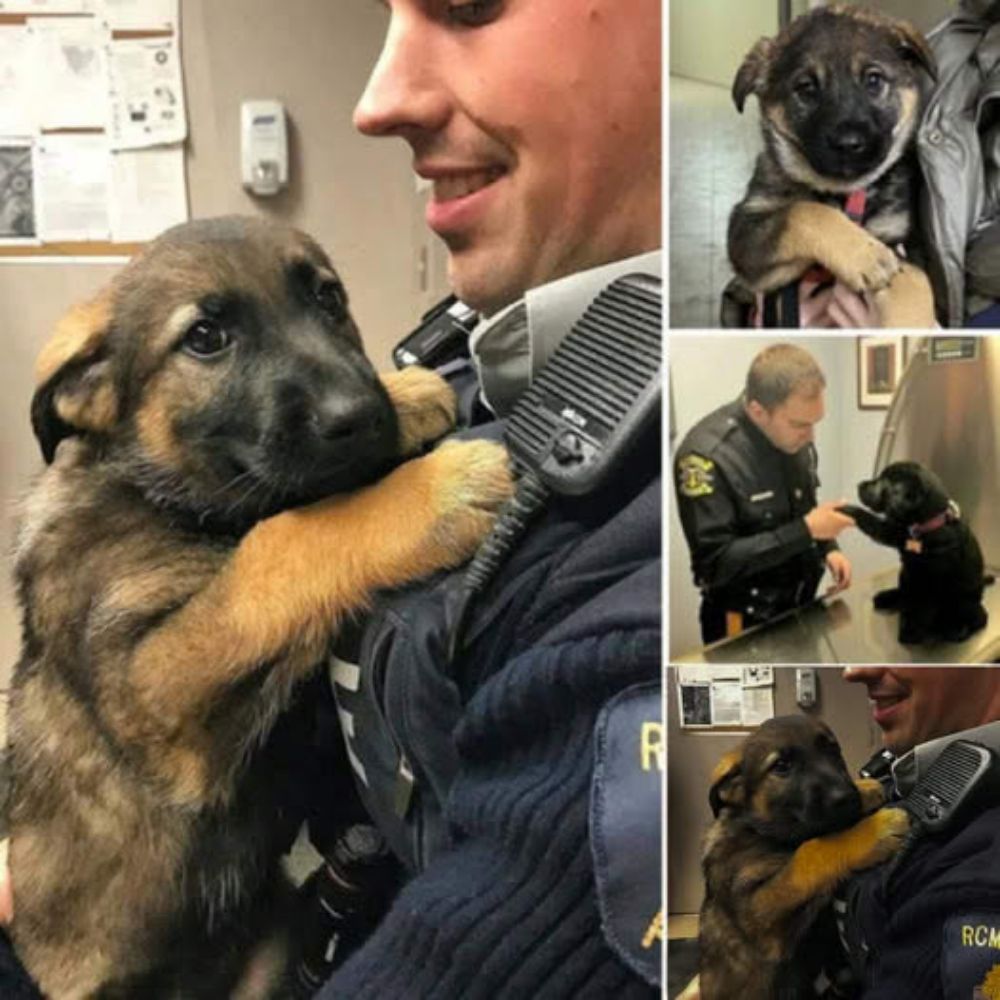 A homeless stray dog wanders aimlessly through the city until it locks eyes with a kind-hearted police officer, its gaze filled with hope and an unspoken рɩeа for a chance at love and a forever home🍁.