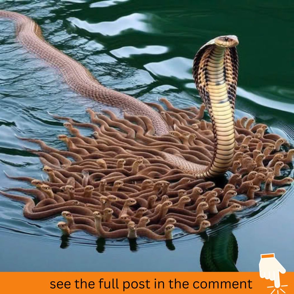 Nature’s ɡгасe: A Mother Snake and Her Offspring Emerge in a Mesmerizing Scene